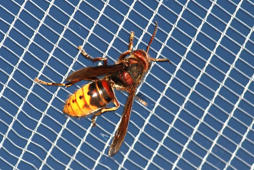 Vespa gigante sui  4,5 cm. Vespa crabro (Vespidae)